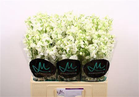Delph En Be An White 60cm