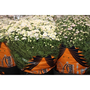 CRISANTEMO BOLA BELGA JASODA P20 ROSA