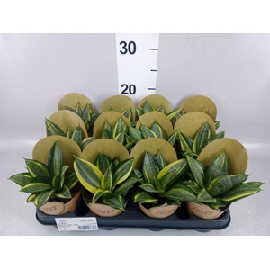 Sansevieria trifa. 'Golden Hahnii'