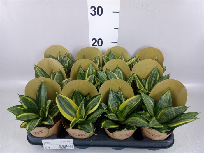 <h4>Sansevieria trifa. 'Golden Hahnii'</h4>