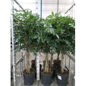 Schefflera arbor. 'Compacta'