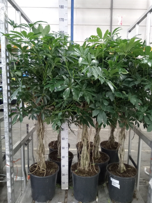 <h4>Schefflera arbor. 'Compacta'</h4>