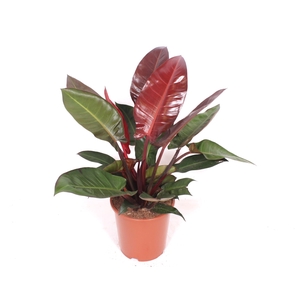 Philodendron Sun Red