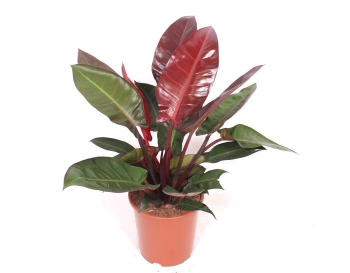 <h4>Philodendron Sun Red</h4>