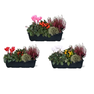 Arrangementen in duobak 40cm