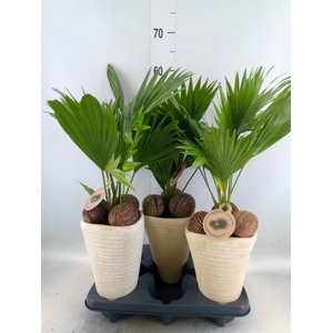 Livistona rotundifolia