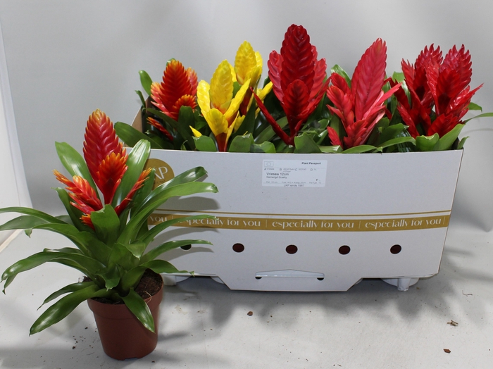 <h4>VRIES GEM 8 SRT</h4>