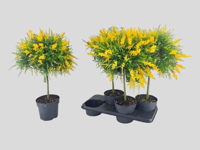 <h4>GENISTA X SP</h4>