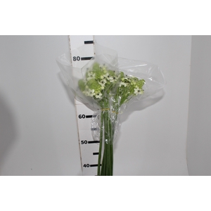 ORNITHOGALUM SAUNDERSIAE 070 CM