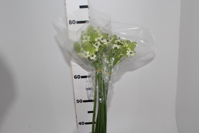 <h4>ORNITHOGALUM SAUNDERSIAE 070 CM</h4>