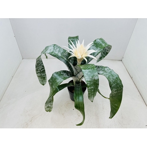 Aechmea fasciata 'Prontoo'