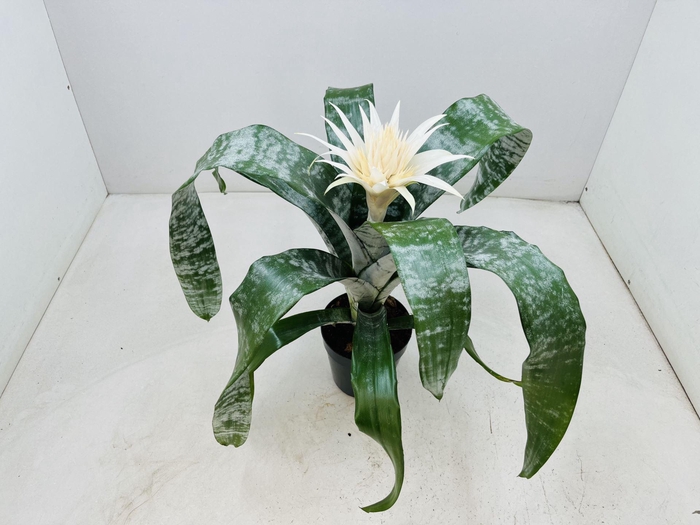 <h4>Aechmea fasciata 'Prontoo'</h4>