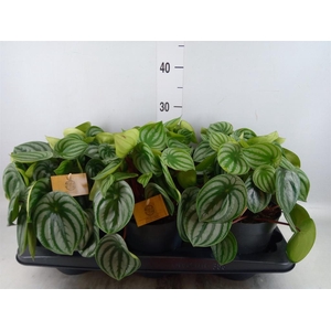 Peperomia argyreia