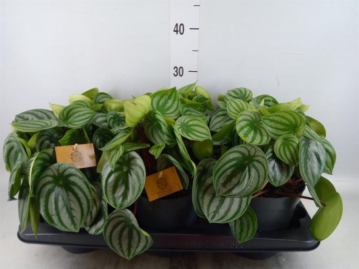 <h4>Peperomia argyreia</h4>