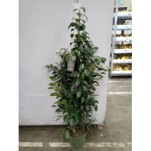 Ficus benja. 'Midnight Lady'