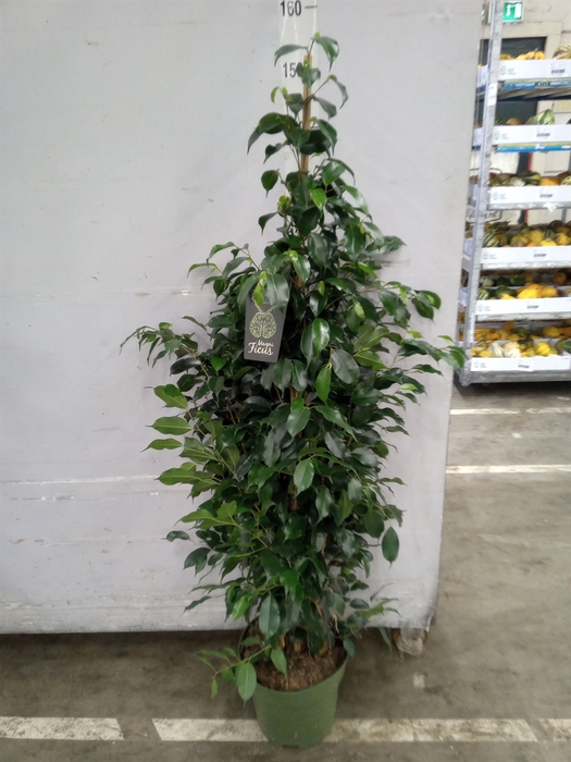 <h4>Ficus benja. 'Midnight Lady'</h4>