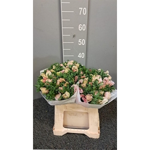 Anem Scirocco White Bianco