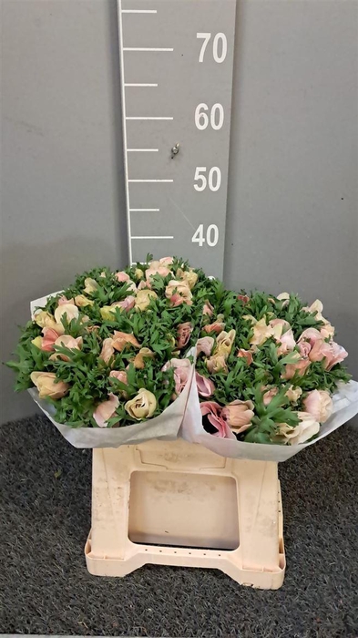 <h4>Anem Scirocco White Bianco</h4>