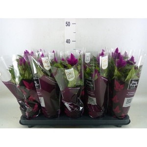 Celosia spic. 'Deep Purple'