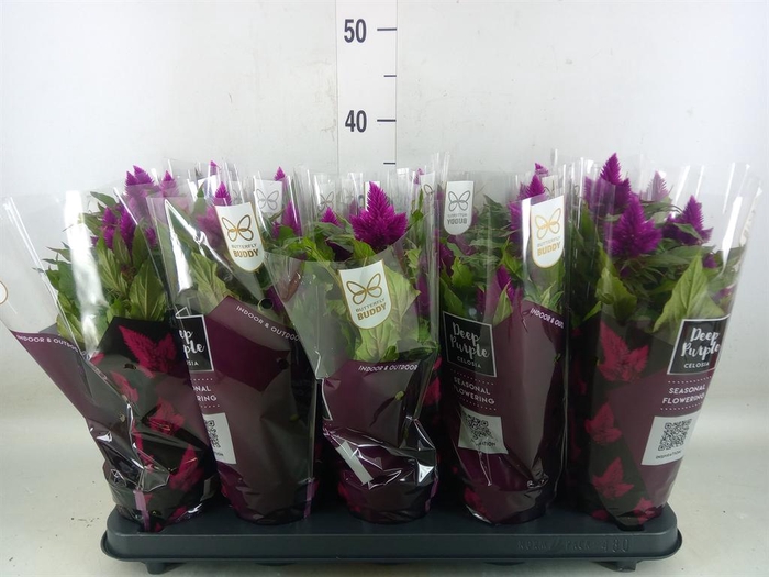 <h4>Celosia spic. 'Deep Purple'</h4>