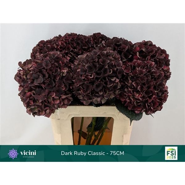 <h4>Dark Ruby Classic - 75CM</h4>