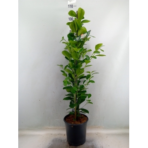 Ficus microcarpa 'Moclame'