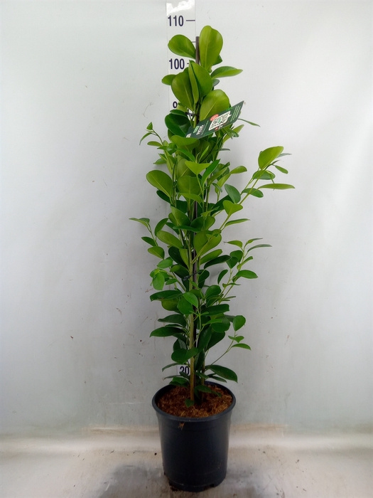 <h4>Ficus microcarpa 'Moclame'</h4>