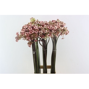 Ornit Saundersiae Pink Opgetrokken