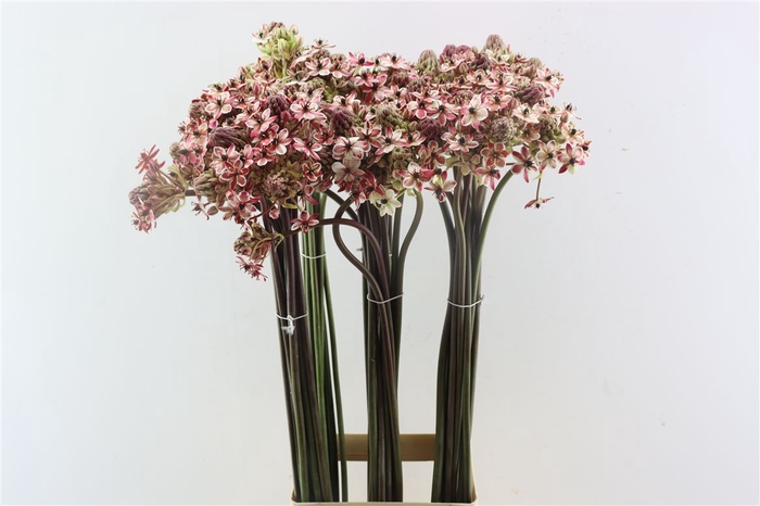 <h4>Ornit Saundersiae Pink Opgetrokken</h4>