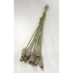 DROOG PAPAVER / MAANKOPPEN BS