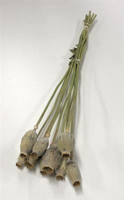 <h4>DROOG PAPAVER / MAANKOPPEN BS</h4>