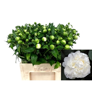 PAEO L DUCHES D NEMO