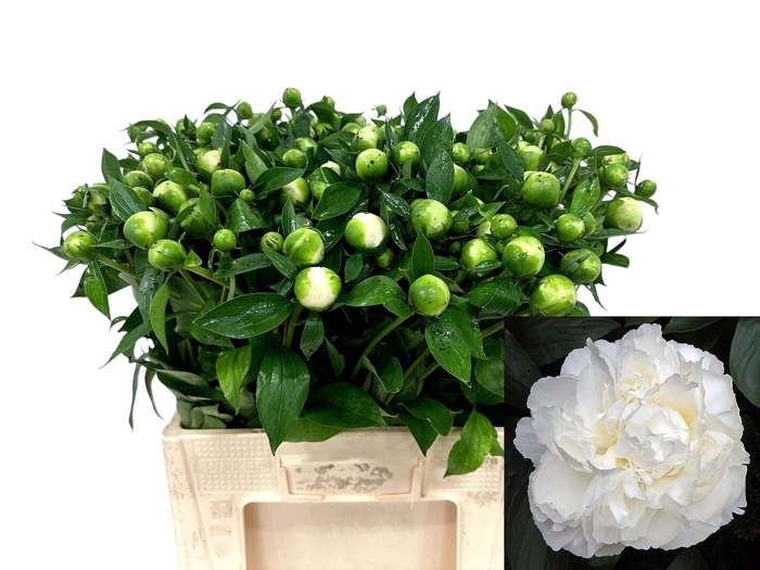 <h4>PAEO L DUCHES D NEMO</h4>