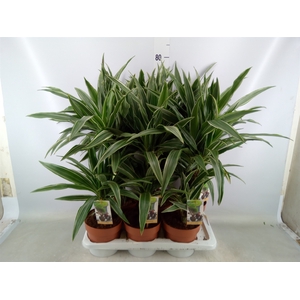 Dracaena fr de 'Warneckei'