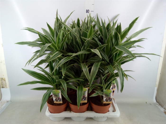 <h4>Dracaena fr de 'Warneckei'</h4>