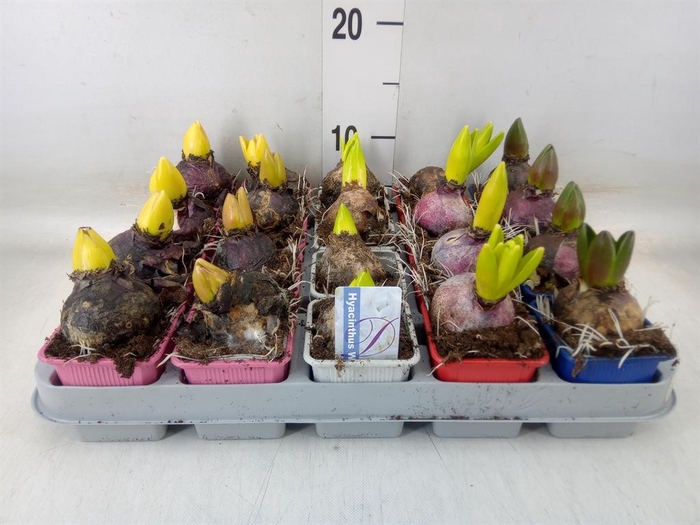 <h4>Hyacinthus orie.   ...mix 4</h4>