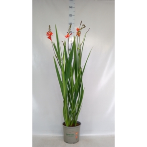 Crocosmia  'Lucifer'