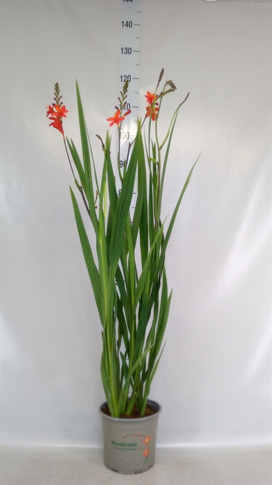 <h4>Crocosmia  'Lucifer'</h4>