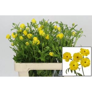 RAN BUTTERFL PHYTALO