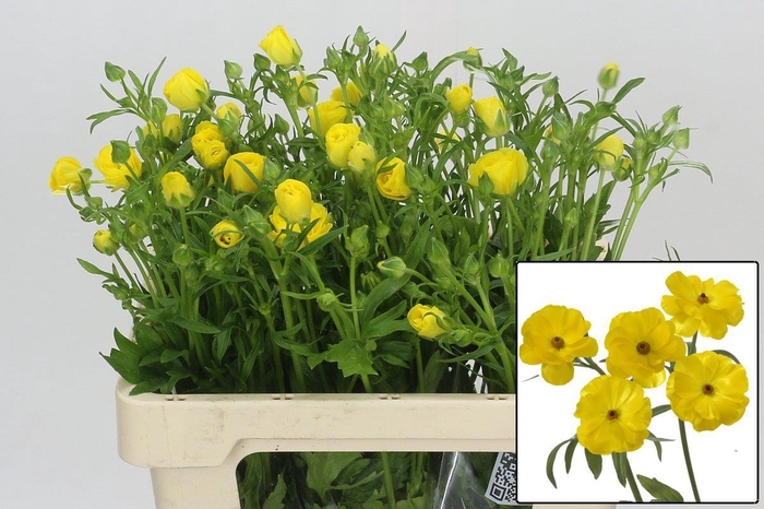 <h4>RAN BUTTERFL PHYTALO</h4>