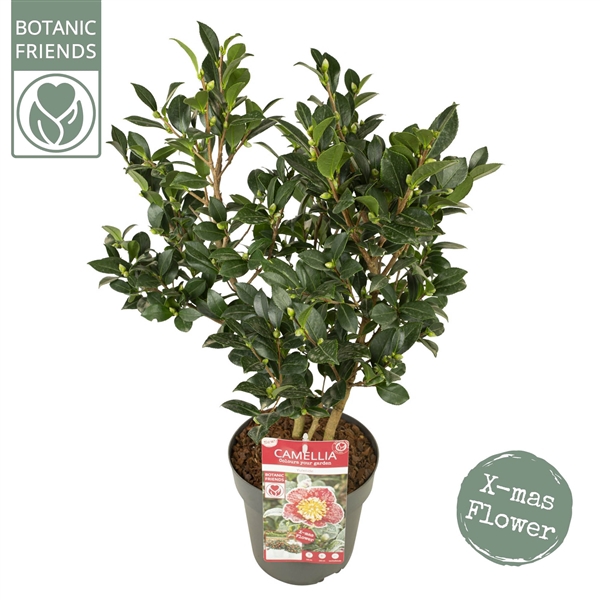 Camellia sas. 'Yuletide' Premium