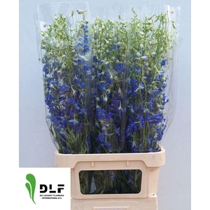 Delphinium en Völkerfrieden
