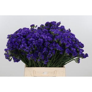 Limon Sin Navy Sun Birds