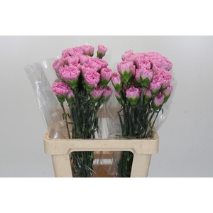 Dianthus St Clearwater