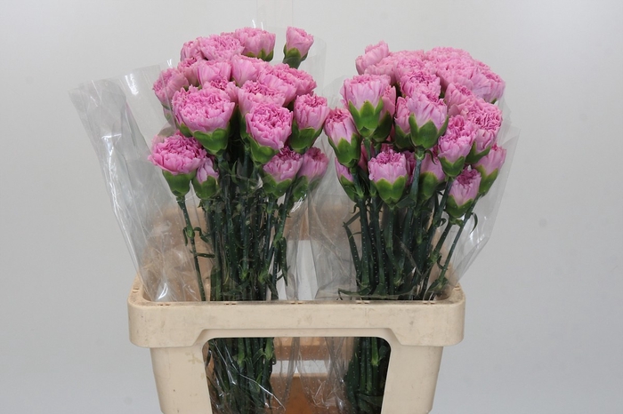 <h4>Dianthus St Clearwater</h4>