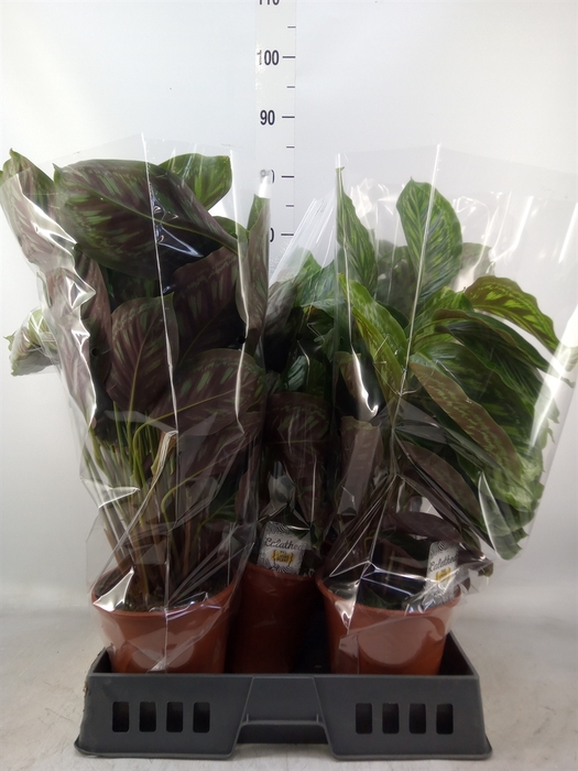 <h4>Calathea  'Flamestar'</h4>