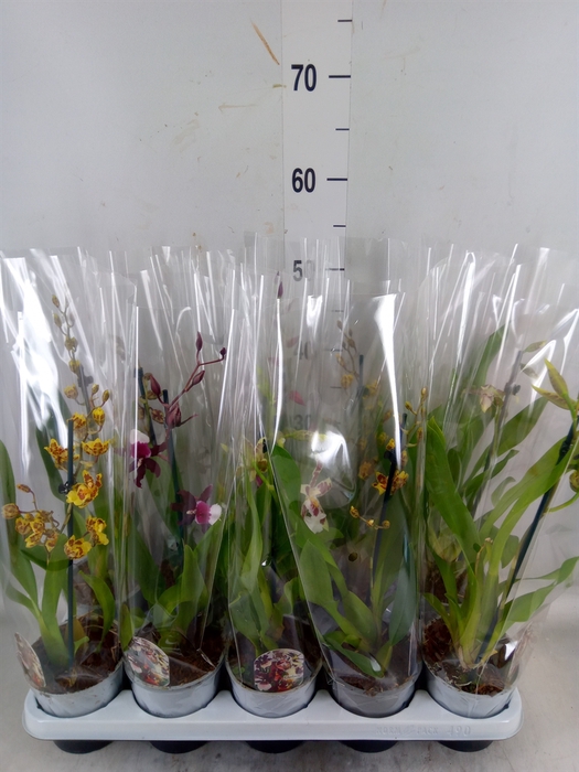 <h4>Cambria   ...mix</h4>