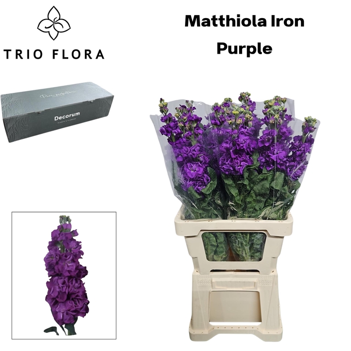 <h4>MATTH IRON PURPLE Box L 60</h4>