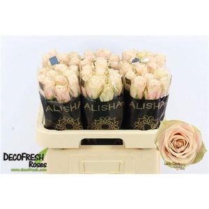 Rosa a grande fleur Lady Cava+