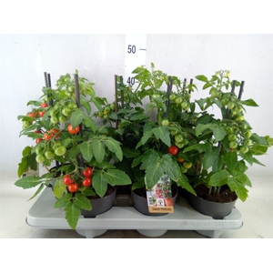 Solanum lycopersicum   ...